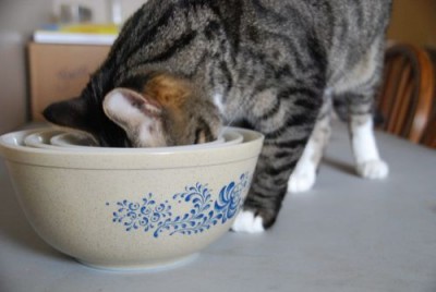 gizmo's head in my new corningware